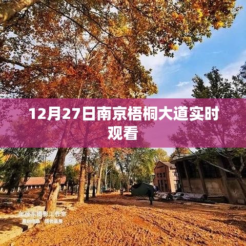 南京梧桐大道12月27日實拍賞析