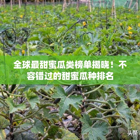 全球最甜蜜瓜類榜單揭曉！不容錯(cuò)過的甜蜜瓜種排名