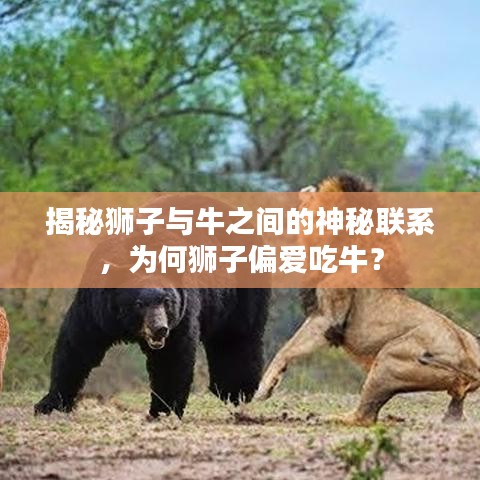 揭秘獅子與牛之間的神秘聯(lián)系，為何獅子偏愛吃牛？