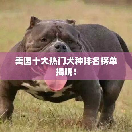 美國十大熱門犬種排名榜單揭曉！