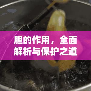 膽的作用，全面解析與保護(hù)之道