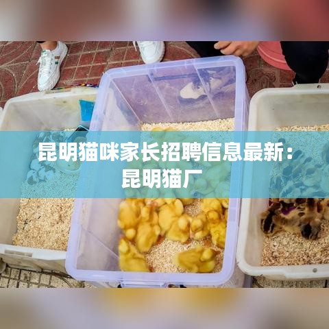 昆明貓咪家長招聘信息最新：昆明貓廠 