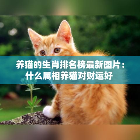 養(yǎng)貓的生肖排名榜最新圖片：什么屬相養(yǎng)貓對(duì)財(cái)運(yùn)好 