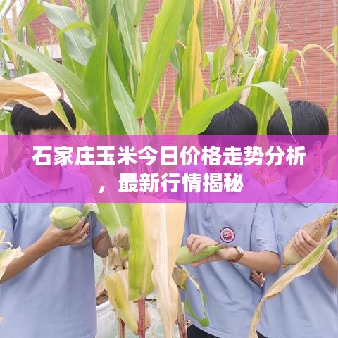 石家莊玉米今日價(jià)格走勢分析，最新行情揭秘