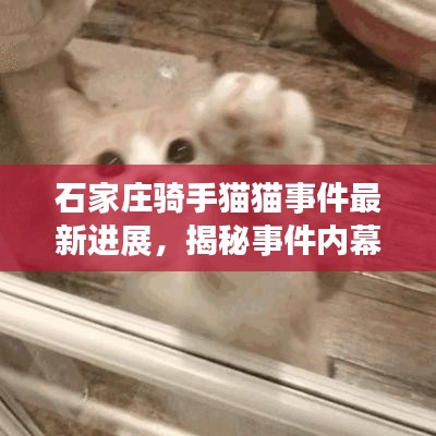 石家莊騎手貓貓事件最新進展，揭秘事件內幕，最新動態(tài)一網(wǎng)打盡！