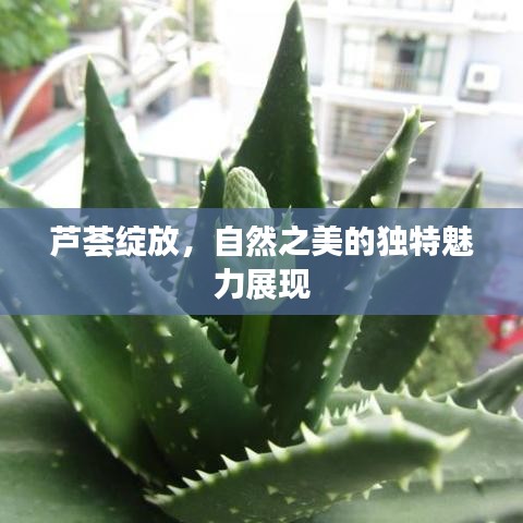 蘆薈綻放，自然之美的獨特魅力展現(xiàn)