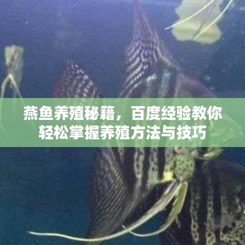 燕魚養(yǎng)殖秘籍，百度經(jīng)驗(yàn)教你輕松掌握養(yǎng)殖方法與技巧