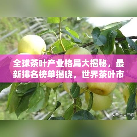 全球茶葉產(chǎn)業(yè)格局大揭秘，最新排名榜單揭曉，世界茶葉市場趨勢探索