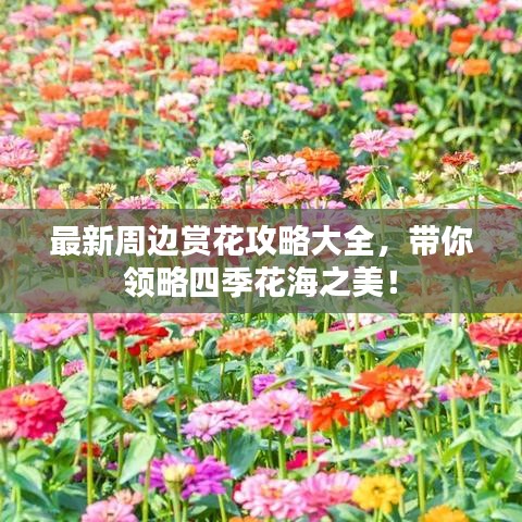 最新周邊賞花攻略大全，帶你領(lǐng)略四季花海之美！