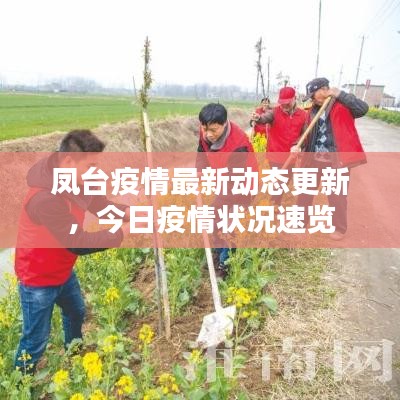 鳳臺疫情最新動態(tài)更新，今日疫情狀況速覽