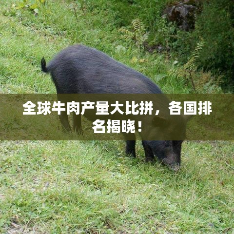 全球牛肉產(chǎn)量大比拼，各國排名揭曉！