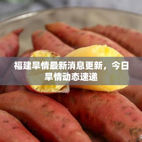 福建旱情最新消息更新，今日旱情動態(tài)速遞