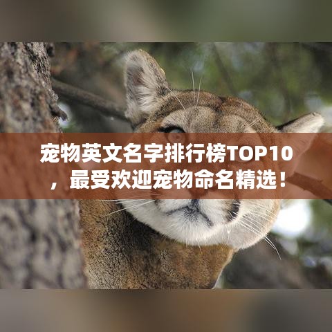 寵物英文名字排行榜TOP10，最受欢迎寵物命名精選！