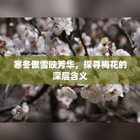 寒冬傲雪映芳華，探尋梅花的深層含義