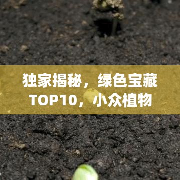 獨家揭秘，綠色寶藏TOP10，小眾植物基地排名榜單！