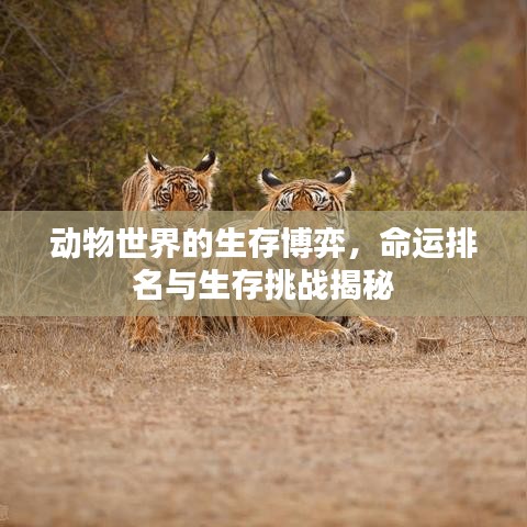 動物世界的生存博弈，命運排名與生存挑戰(zhàn)揭秘