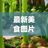 最新美食圖片大放送，讓你一飽眼福！