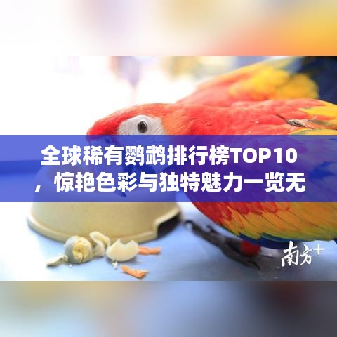 全球稀有鸚鵡排行榜TOP10，驚艷色彩與獨特魅力一覽無遺