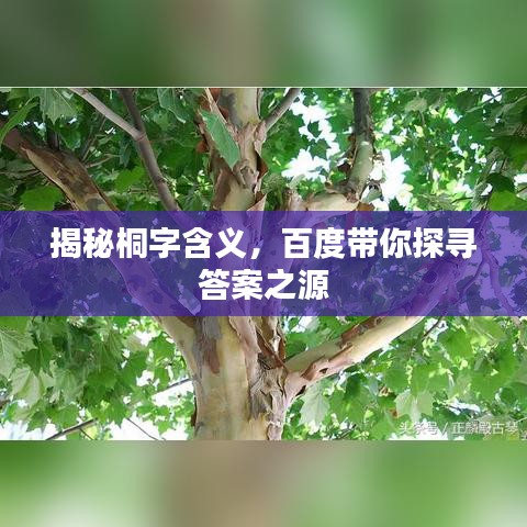 揭秘桐字含義，百度帶你探尋答案之源